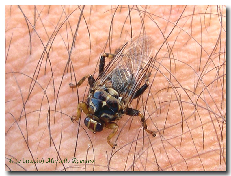 Hippoboscidae: Crataerina hirundinis e Hippobosca equina